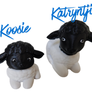 Sheep family - Dorpers